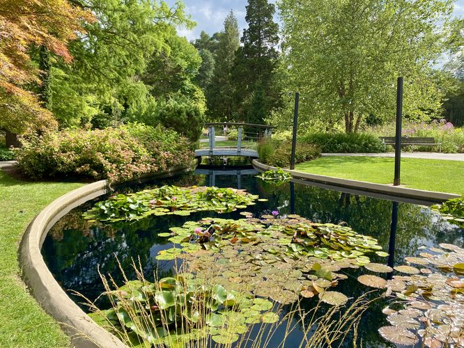 Reflection pool with flowering lily pads