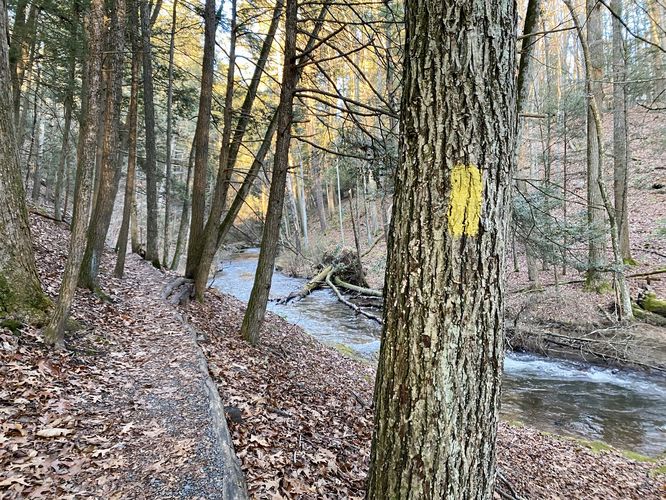 Yellow blazes of the Van Campens Glen Trail