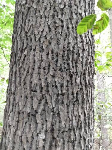 Woodpeckered Tree