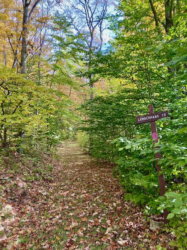 Foliage along the Lumbermans Trail