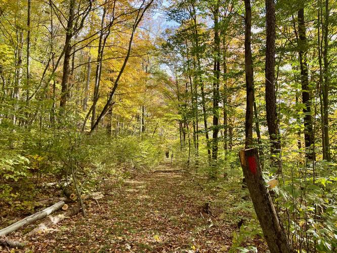 Foliage along the Lumbermans Trail