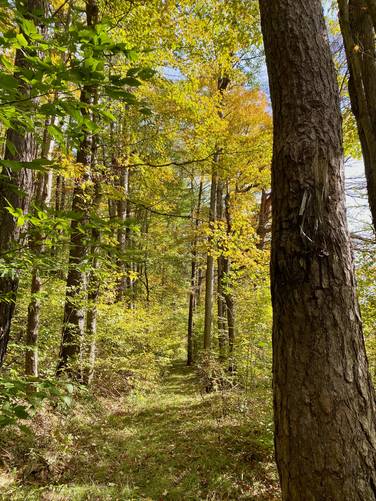 Foliage along the Lumbermans Trail