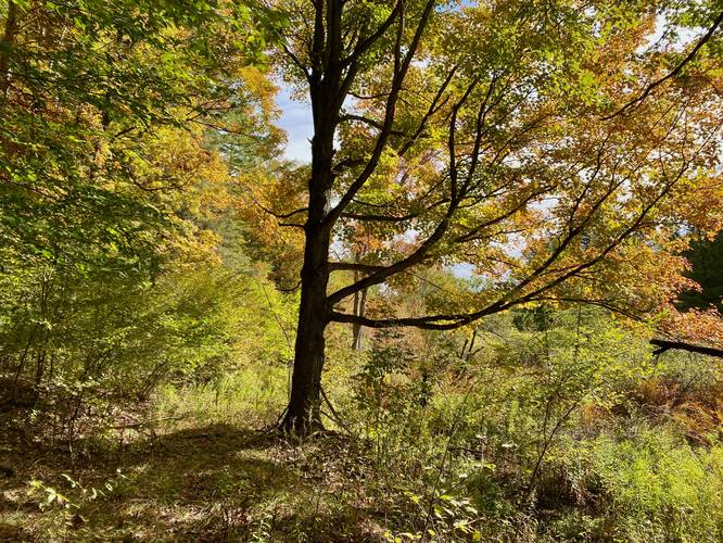 Foliage along the Lumbermans Trail