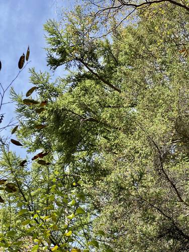 Larch Trees