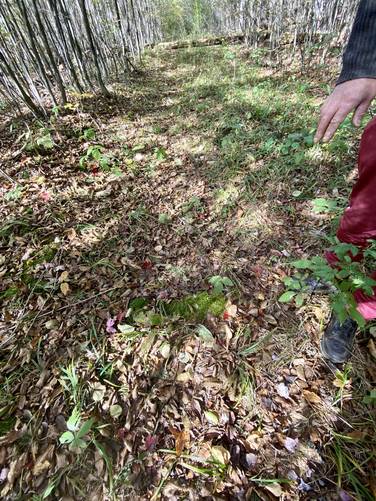 Very old railroad ties in the ground - hard to see