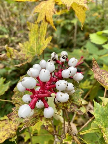 White Baneberry (Doll's Eyes)