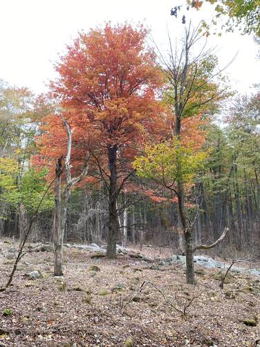 Foliage within the open boulder field / swamp area