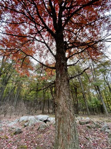 Foliage within the open boulder field / swamp area