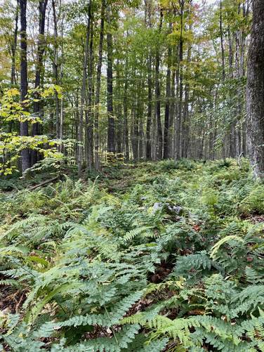 Ferns near the open boulder field area