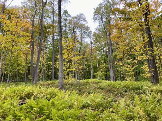 Foliage and ferns