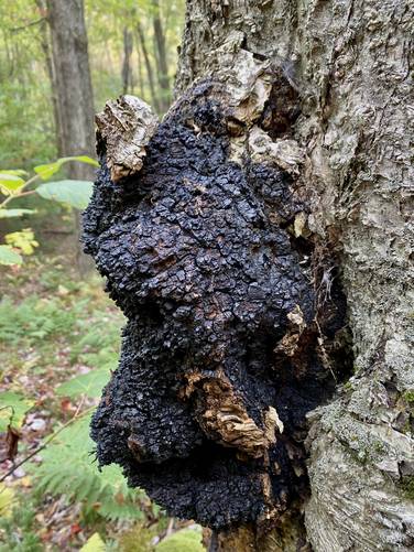 Chaga mushroom