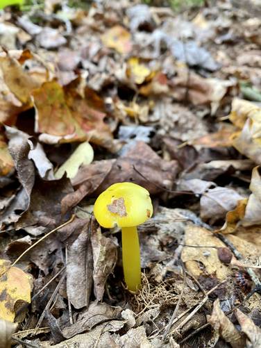 Golden waxcap mushroom