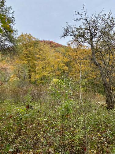  Obstructed view of neighboring mountain (with foliage)