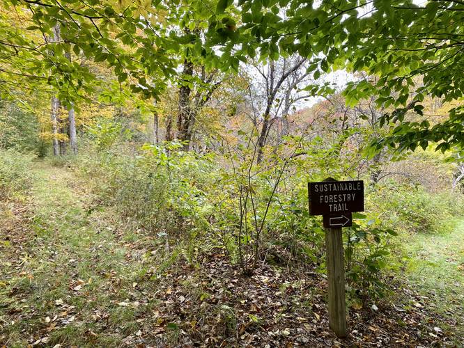 Junction with a Lumber Museum trail