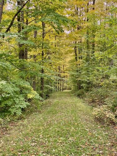 Foliage along the Commissioner Trail