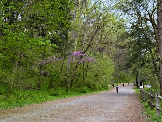 Eastern redbud tree in bloom along Forbidden Drive in Wissahickon Valley Park