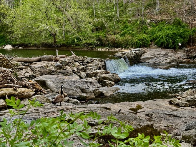 View of Wissahickon Creek and Magarge Dam Falls