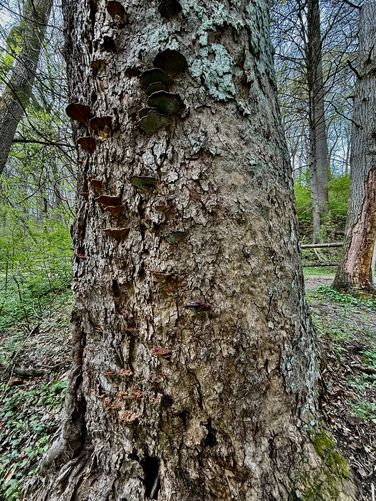 Old growth tree