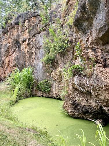 Vernal pool full of algae in Makauwahi Cave