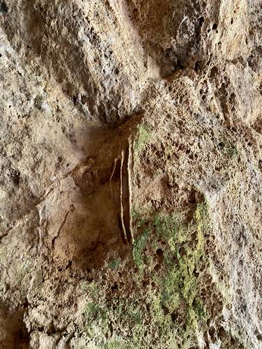 Weird patterns in the cave's rock - maybe fossilized plants?