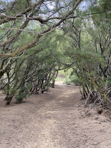 Trees form a "tunnel" which is handy for protection from storms