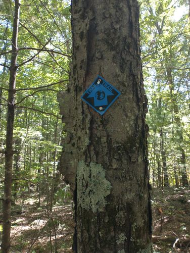 Rhododendron Loop Trail has a Blue trail Blaze