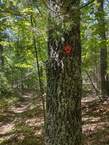 Our mistake hiking on an unnamed trail led us to the All Person's Trail with it's Orange Trail blazes