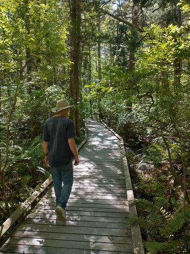 Boardwalk through the Cedar swap protects this fragile ecosystem 