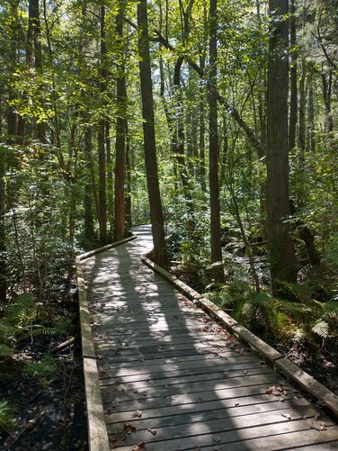 Beautiful boardwalk at the Cedar Swamp location 