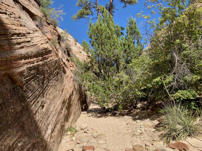 Hike up the dry wash, passing bushes along the way
