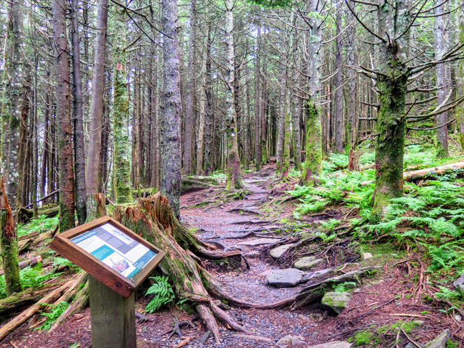 Picture 25 of Maple Camp Bald Hike 070917