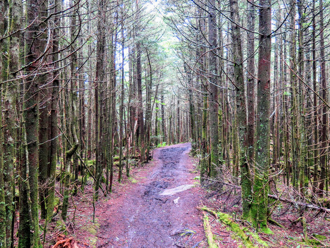 Picture 27 of Maple Camp Bald Hike 070917