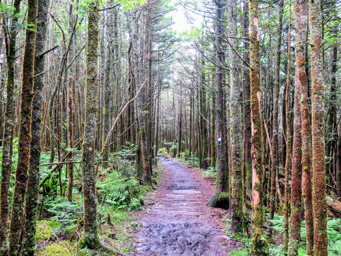 Picture 28 of Maple Camp Bald Hike 070917