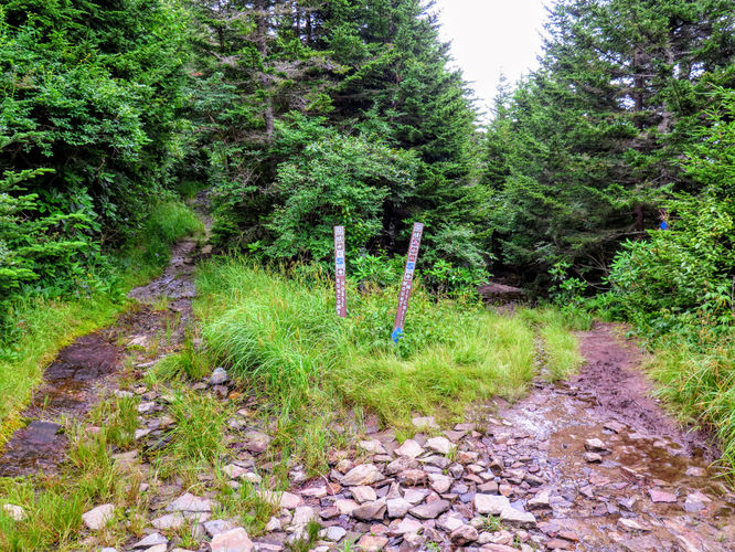 Picture 31 of Maple Camp Bald Hike 070917