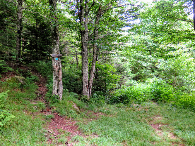 Picture 36 of Maple Camp Bald Hike 070917