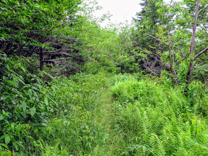 Picture 37 of Maple Camp Bald Hike 070917