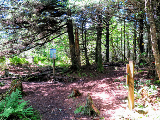 Picture 40 of Maple Camp Bald Hike 070917