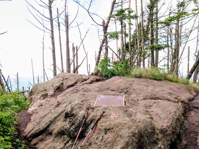 Picture 43 of Maple Camp Bald Hike 070917