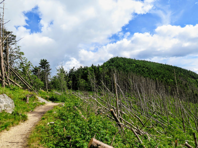 Picture 47 of Maple Camp Bald Hike 070917