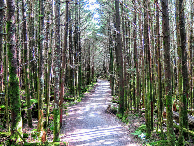 Picture 48 of Maple Camp Bald Hike 070917