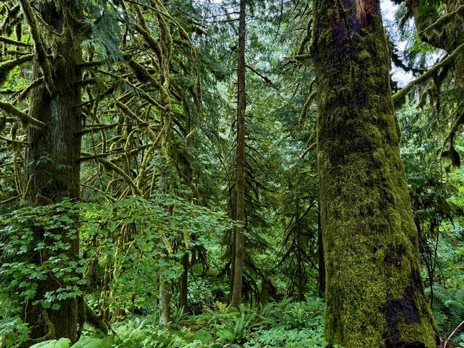 Lush moss and vegetation of Maple Creek Park