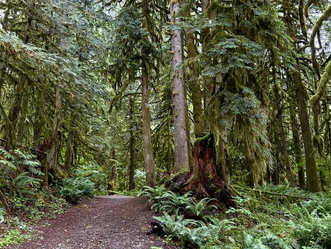 Lush forest of ferns and mosses