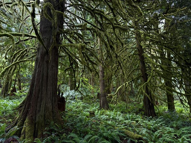 Fern-filled forest with moss-covered trees
