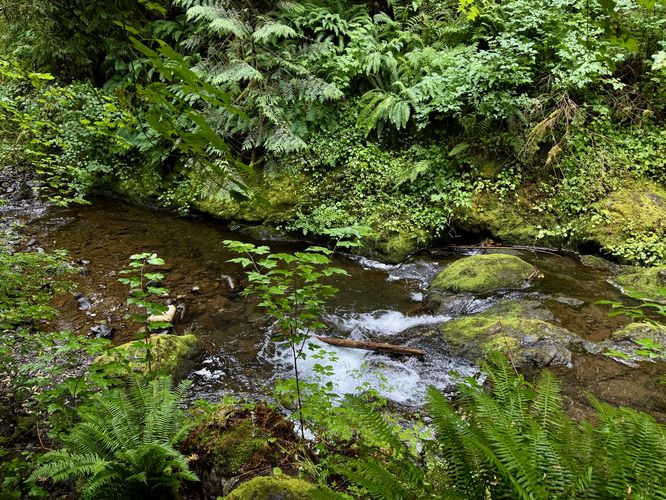 Picture 14 of Maple Creek Falls Hike