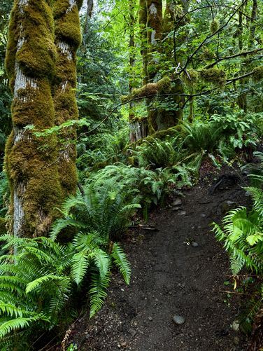 Steep and slick terrain leads down to Maple Creek Falls