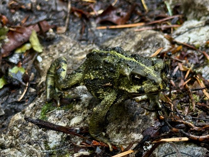Toad friend