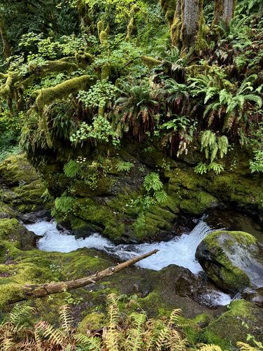 Lush moss and fern gorge at Maple Creek Falls