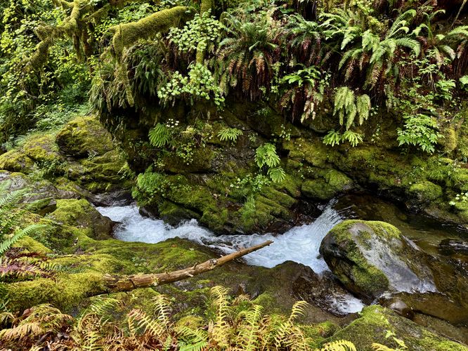 Picture 19 of Maple Creek Falls Hike