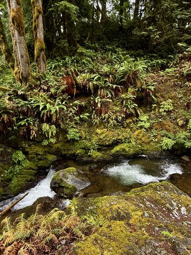 Picture 24 of Maple Creek Falls Hike