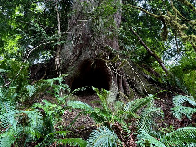 Lord of the Rings-styled roadside tree